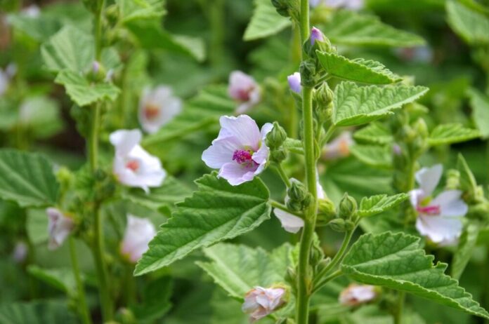 Echte Eibisch (Althaea officinalis) Echte Eibisch (Althaea officinalis)