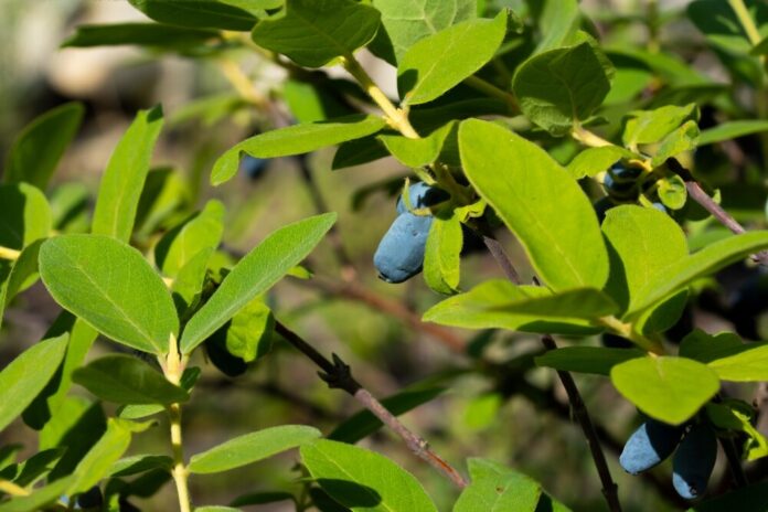 Heidelbeeren - Wirkung & Anwendung der Wirkstoffe als Heilpflanze Heidelbeeren - Wirkung & Anwendung der Wirkstoffe als Heilpflanze