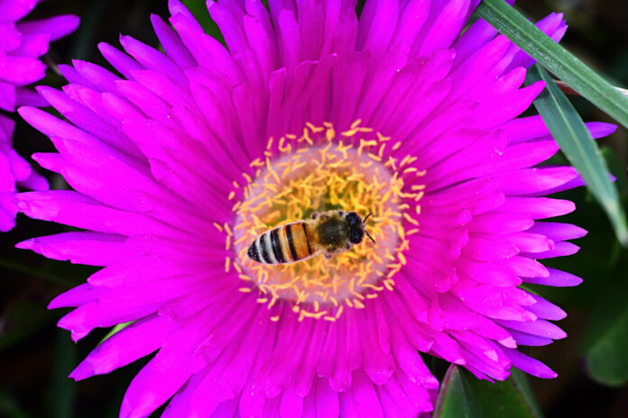 Katzenkralle (Uncaria tomentosa) Katzenkralle (Uncaria tomentosa)