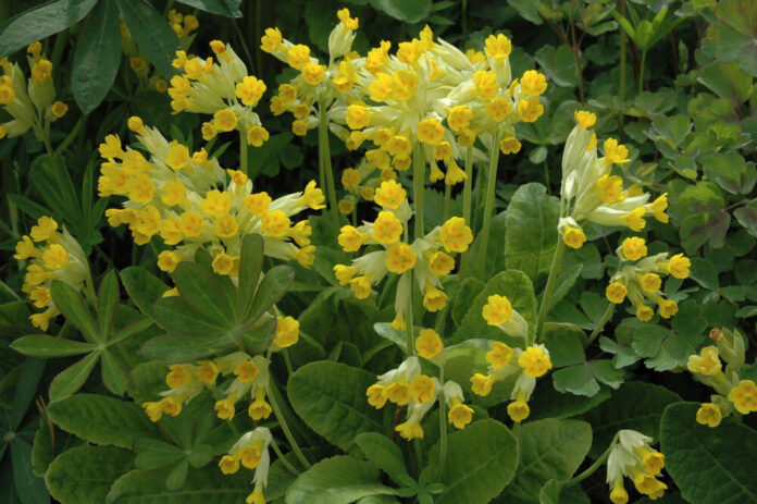 Primula,Veris,(cowslip,,Common,Cowslip,,Cowslip,Primrose;,Syn.,Primula,Officinalis