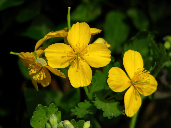 Greater,Celandine,Tetterwort,(chelidonium,Majus)
