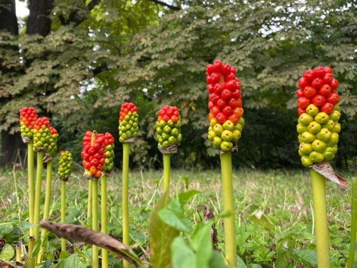Aronstab Heilende Wirkstoffe und traditionelle Anwendungen