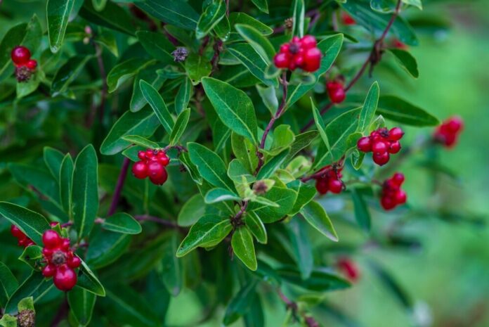 Lonicera,Pyrenaica,,Lonicera,Periclymenum,,Bearberry,(arctostaphylos,Uva-ursi),Lit,By,The Bärentraube - Wirkung & Anwendung