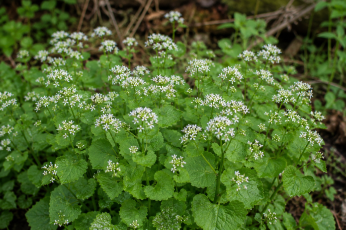 Gottesgnadenkraut (Gnadenkraut) Gottesgnadenkraut (Gnadenkraut)