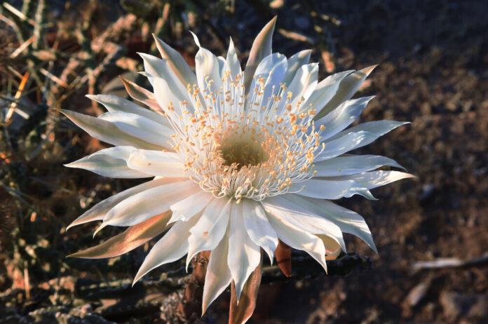 Cactus (Königin der Nacht) Geheimnisse der Heilpflanze - Wirkung & Anwendung für deine Gesundheit Cactus (Königin der Nacht) Geheimnisse der Heilpflanze - Wirkung & Anwendung für deine Gesundheit