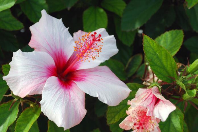 Hibiscus,Flower Die blühende Kraft des Hibiskus Entdecken Sie die erstaunlichen gesundheitlichen Vorteile und Anwendungen der Roten Malve