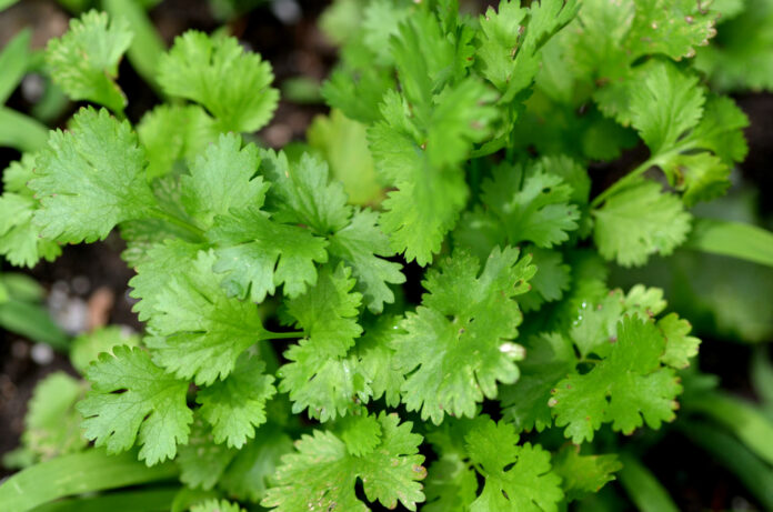 Fresh,Cilantro,(coriandrum,Sativum),Plant,Growing,In,An,Urban,Garden Die heilenden Kräfte von Koriander Entdecken Sie die Wirkstoffe und Anwendungen in der Naturheilkunde