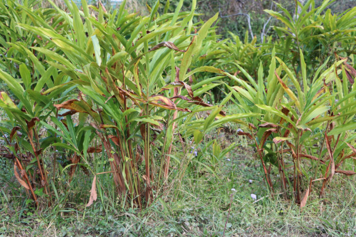Large,Cardamom,Or,Amomum,Plantations Kardamom Das exotische Gewürz mit erstaunlichen gesundheitlichen Vorteilen und Anwendungen