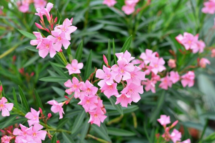 Oleander (Rosenlorbeer) - Wirkung & Anwendung - Wirkstoffe der Pflanze Oleander (Rosenlorbeer) - Wirkung & Anwendung - Wirkstoffe der Pflanze