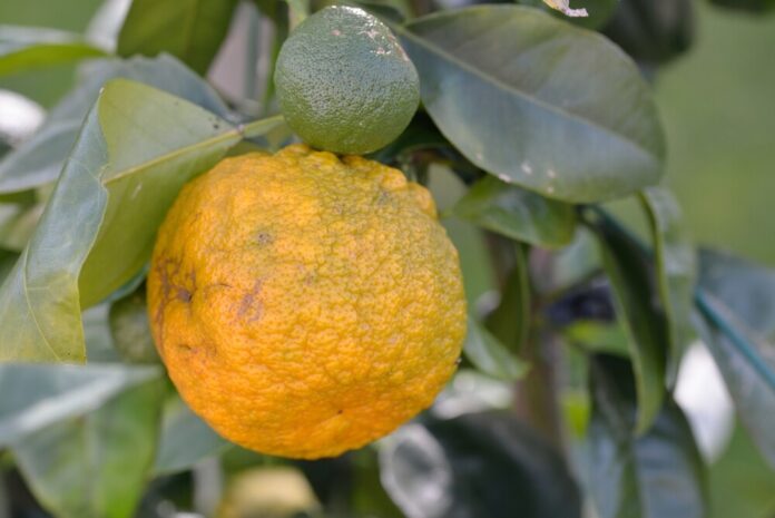 Pomeranzen (Bitterorange) Pomeranzen (Bitterorange)