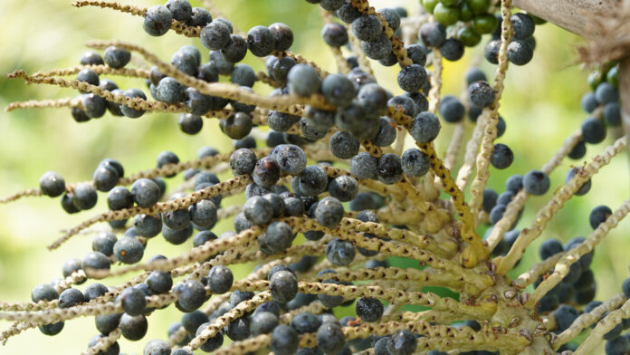 Acai-Beere (Euterpe oleracea)