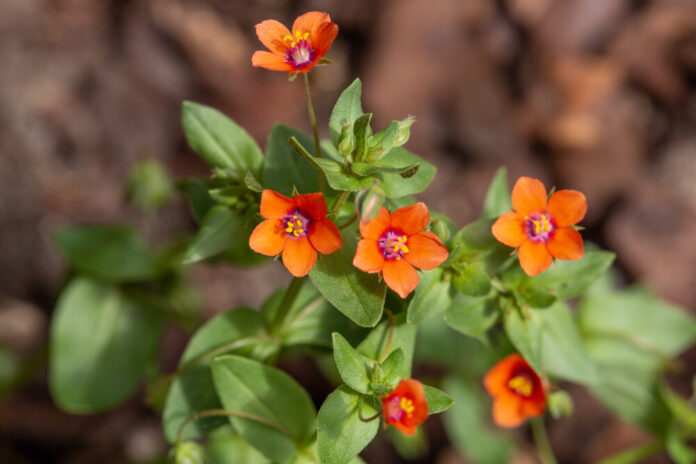 Ackergauchheil (Anagallis arvensis) Ackergauchheil (Anagallis arvensis)