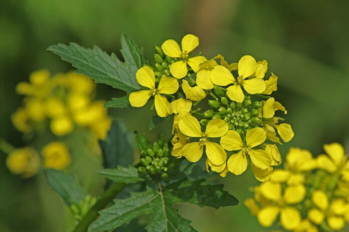 Ackersenf (Sinapis arvensis)