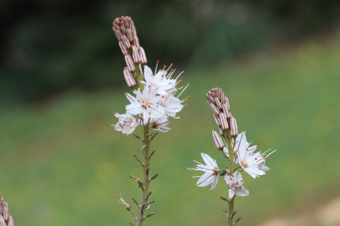 Affodill (Asphodelus) Affodill (Asphodelus)