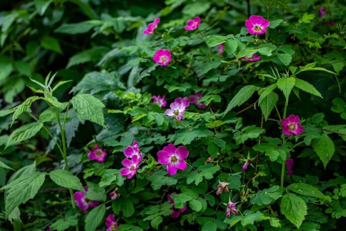Alpen-Heckenrose (Rosa pendulina) Alpen-Heckenrose (Rosa pendulina)
