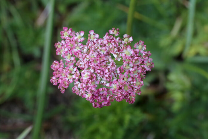 Alpen-Mutterwurz (Ligusticum mutellina) Alpen-Mutterwurz (Ligusticum mutellina)