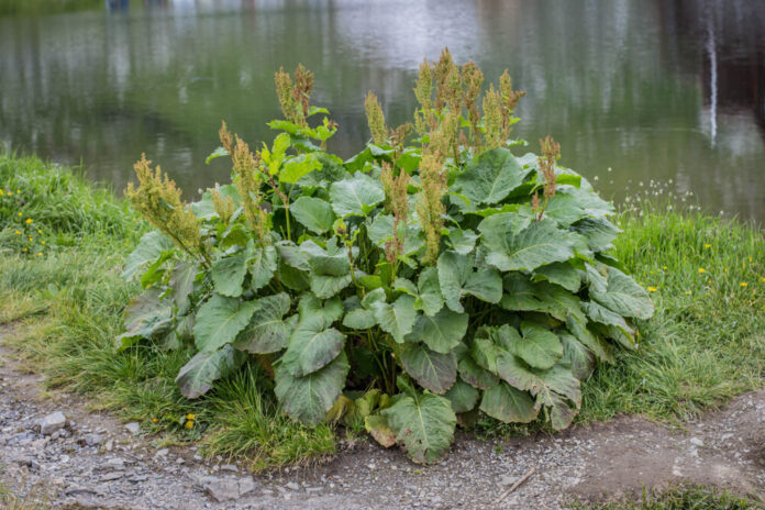Alpenampfer (Rumex alpinus)