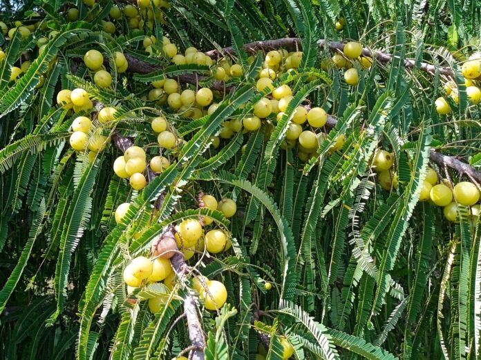 Amla (Phyllanthus emblica, auch Emblica officinalis) Amla (Phyllanthus emblica, auch Emblica officinalis)