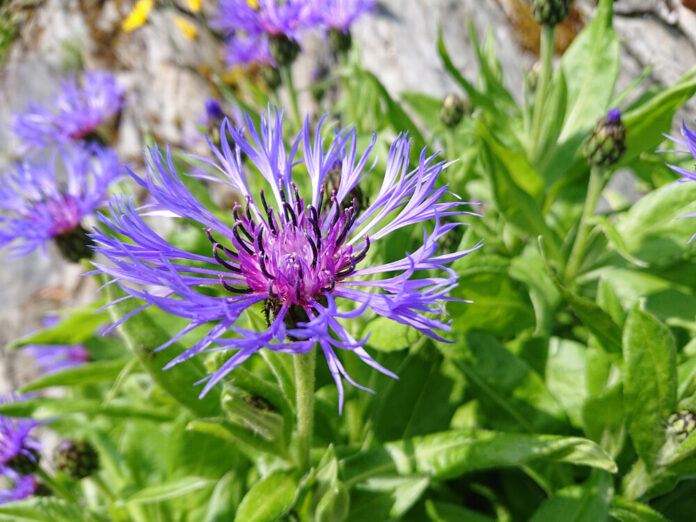 Berg-Flockenblume (Centaurea montana) Berg-Flockenblume (Centaurea montana)