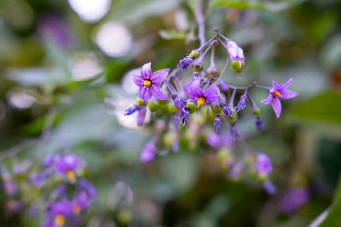 Bittersüßer Nachtschatten (Solanum dulcamara) Bittersüßer Nachtschatten (Solanum dulcamara)