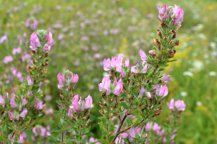 Dornige Hauhechel (Ononis spinosa) Dornige Hauhechel (Ononis spinosa)