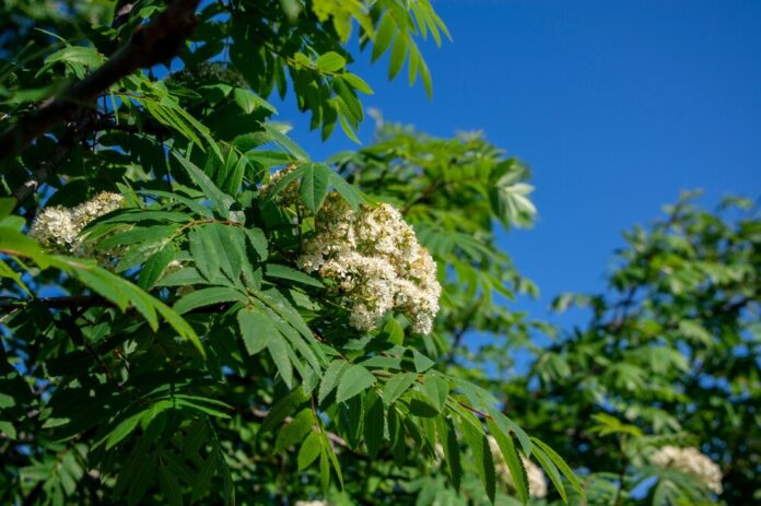 Eberesche (Sorbus aucuparia) Eberesche (Sorbus aucuparia)