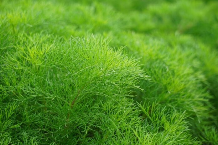 Eberraute (Artemisia abrotanum) Eberraute (Artemisia abrotanum)