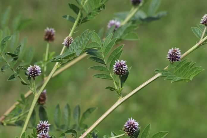 Grauer Alpendost (Adenostyles glabra) Grauer Alpendost (Adenostyles glabra)
