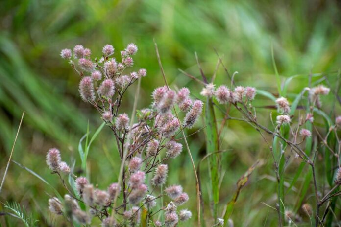 Hasen-Klee (Trifolium arvense) Hasen-Klee (Trifolium arvense)