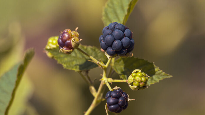 Kratzbeere (Rubus caesius) Kratzbeere (Rubus caesius)