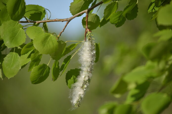 Pappel (Populus) Pappel (Populus)