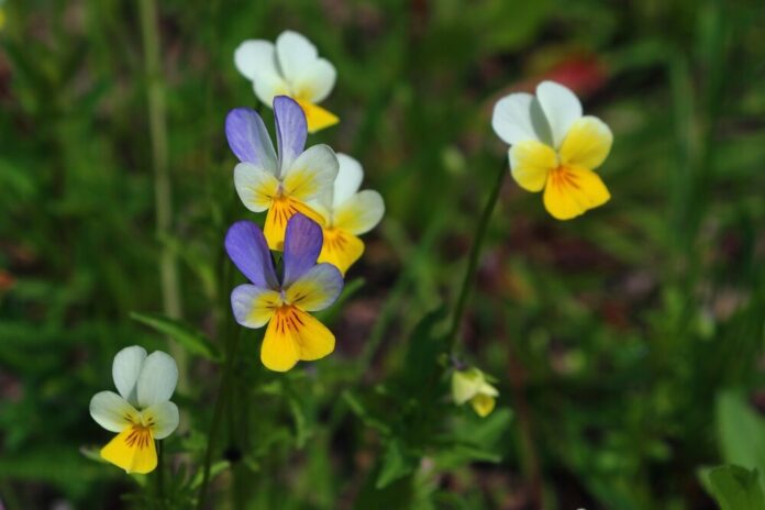 Steckbrief Acker-Stiefmütterchen (Viola arvensis) Steckbrief Acker-Stiefmütterchen (Viola arvensis)