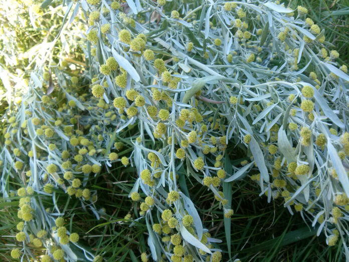 Wermut (Artemisia absinthium) Wermut (Artemisia absinthium)