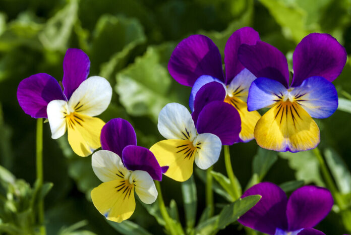 Wildes Stiefmütterchen (Viola tricolor) Wildes Stiefmütterchen (Viola tricolor)