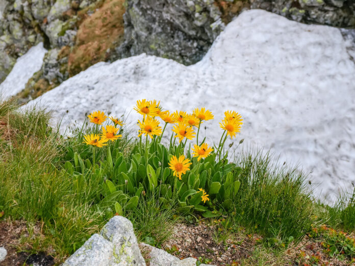 Arnika (Arnica montana) Arnika (Arnica montana)