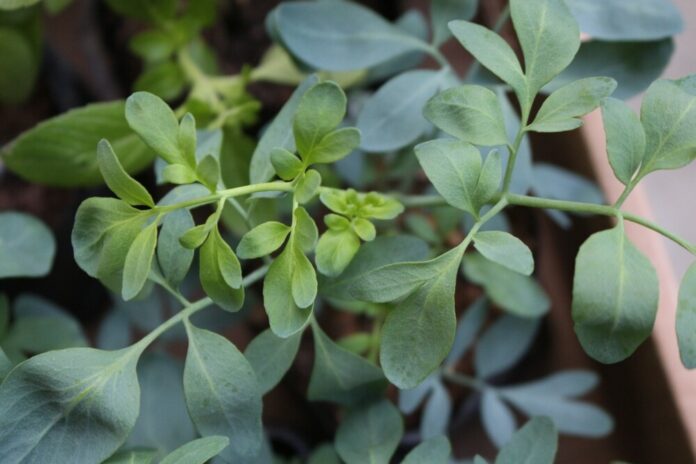 Arruda plantation (Ruta graveolens) ist eine Pflanze der Familie Rutaceae Arruda plantation (Ruta graveolens) ist eine Pflanze der Familie Rutaceae