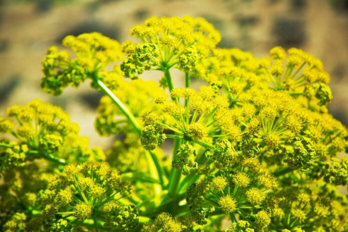 Asant (Ferula asa-foetida) Asant (Ferula asa-foetida)