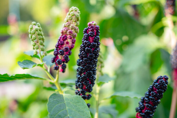Asiatische Kermesbeere (Phytolacca acinosa) Asiatische Kermesbeere (Phytolacca acinosa)