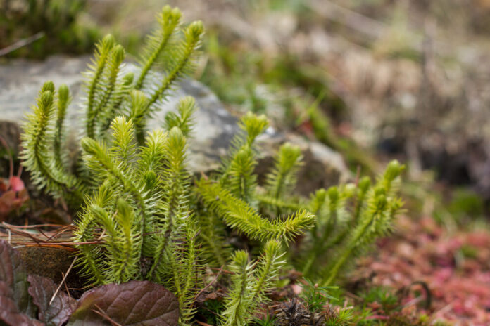 Bärlapp (Lycopodium clavatum) Bärlapp (Lycopodium clavatum)