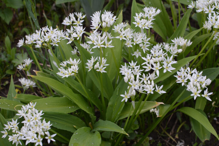 Bärlauch (Allium ursinum)