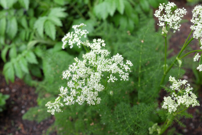Bärwurz (Meum athamanticum)
