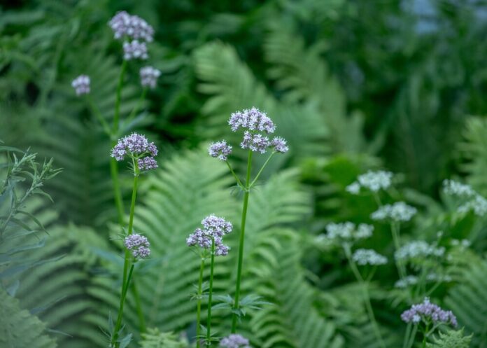 Baldrian (Valeriana officinalis)
