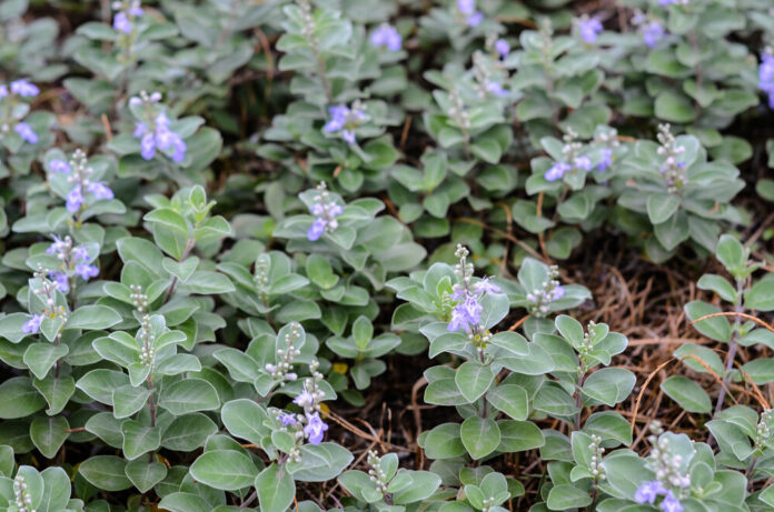 Ban Zhi Lian Bärtiges Helmkraut (Scutellaria barbata) Ban Zhi Lian Bärtiges Helmkraut (Scutellaria barbata)