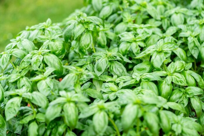 Basilikum (Ocimum basilicum)