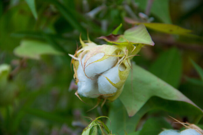 Baumwollpflanze (Gossypium spp.)