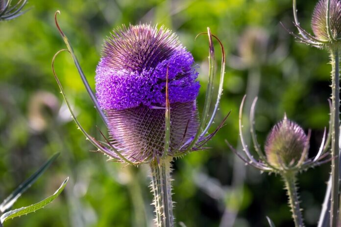 Behaarte Karde (Dipsacus pilosus L.) Behaarte Karde (Dipsacus pilosus L.)