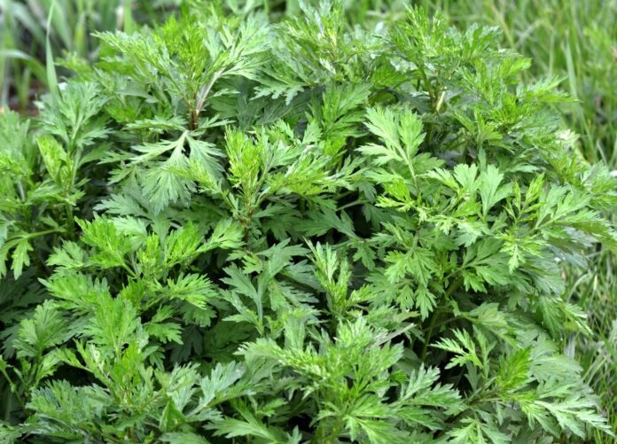 Beifuß (Artemisia vulgaris) Beifuß (Artemisia vulgaris)