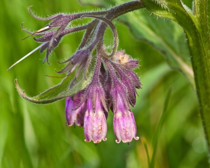 Beinwell (Symphytum officinale) Beinwell (Symphytum officinale)