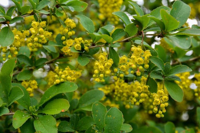 Berberitze (Berberis vulgaris) Berberitze (Berberis vulgaris)