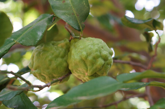 Bergamotte (Citrus bergamia) Bergamotte (Citrus bergamia)